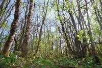 Pulizia aree boschive con trincia forestale Osimo
